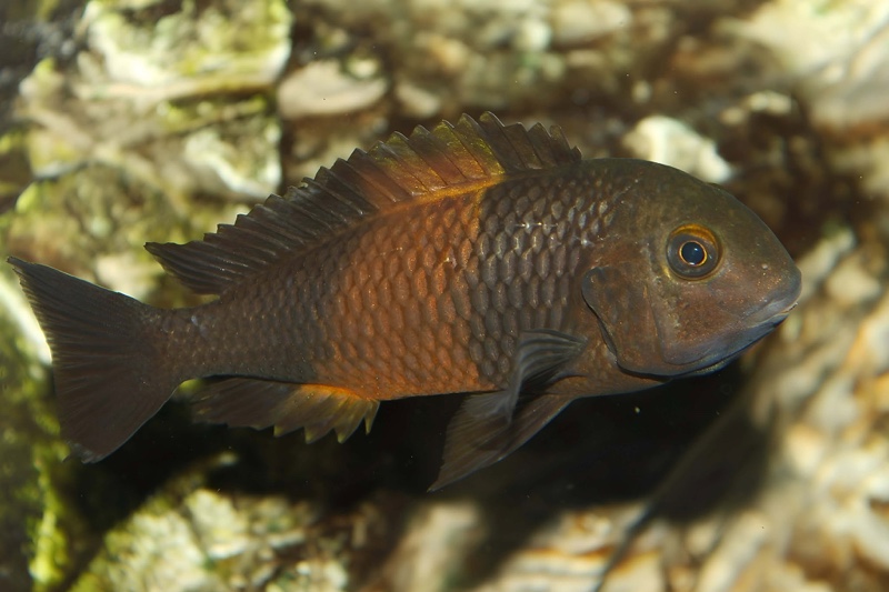 Tropheus sp. 'black' Bemba
